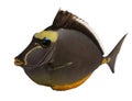 Orangespine Unicornfish, Naso Lituratus