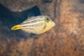 Orangespotted Filefish - Marine fish