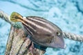 Orangespotted filefish, Cantherhines pullus