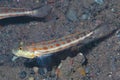 Orangespotted Sleeper Goby