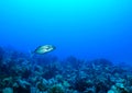 Orangespotted trevally