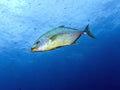 Orangespotted Trevally - Carangoides bajad Royalty Free Stock Photo
