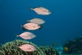 Orangespotted Trevally Carangoides bajad fish swimming over the reef.