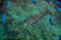 Orangespotted Trevally