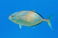 Orangespotted Trevally fish Carangoides bajad. Red Sea