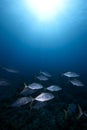 Orangespotted trevally and ocean