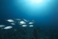 Orangespotted trevally and ocean