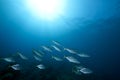 Orangespotted trevally and ocean