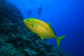 Orangespotted Trevally and Scuba Divers Royalty Free Stock Photo