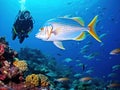 Orangespotted Trevally and Scuba Divers