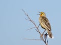 Orangethroated Longclaw perched Royalty Free Stock Photo