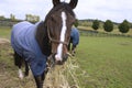 Horse eating hay straw, grass in the stable