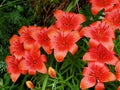 Orangey Red Lilies In Bloom Royalty Free Stock Photo