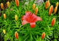 Orangey Red Lily In Bloom Royalty Free Stock Photo