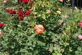 Orangey red and white flower of rose Royalty Free Stock Photo