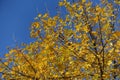 Orangey yellow autumnal foliage of Fraxinus pennsylvanica against blue sky