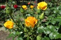 Orangey yellow flower of rose Royalty Free Stock Photo