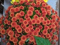 Orangish brown Hardy Chrysanthemum