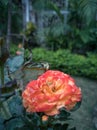 Orangish chinese rose variety with bud