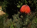 Orangish-red pincushion - fynbos in Cape Town