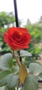 Orangish red rose