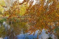 Orangje bladeren tijdens de herfst