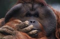 Orangutan