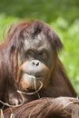 Orangutan Royalty Free Stock Photo