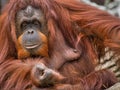 Orangutan Royalty Free Stock Photo