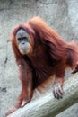 Orangutan Royalty Free Stock Photo