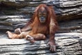 Orangutan