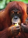 Orangutan Royalty Free Stock Photo