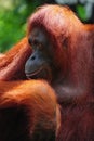 Orangutan Royalty Free Stock Photo