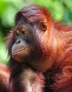 Orangutan Royalty Free Stock Photo