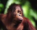 Orangutan Royalty Free Stock Photo