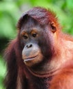 Orangutan Royalty Free Stock Photo