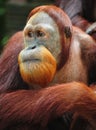 Orangutan Royalty Free Stock Photo