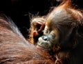 Orangutan baby Royalty Free Stock Photo