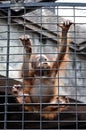 Orangutan baby climbing in animal cage Royalty Free Stock Photo