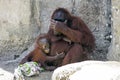 Orangutan Baby Hugging Mother Royalty Free Stock Photo