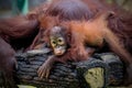 Orangutan baby and mom cute two animals Royalty Free Stock Photo