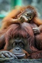 Orangutan baby and mom cute two animals Royalty Free Stock Photo