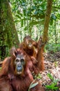 Orangutan baby and Mother Royalty Free Stock Photo