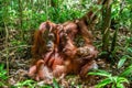 Orangutan baby and Mother Royalty Free Stock Photo