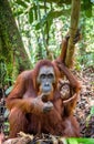 Orangutan baby and Mother Royalty Free Stock Photo