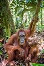 Orangutan baby and Mother Royalty Free Stock Photo