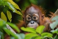 orangutan baby peeking out from tree foliage