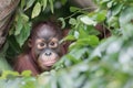 orangutan baby peeking out from tree foliage