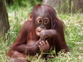 Orangutan baby Royalty Free Stock Photo