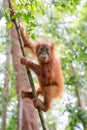 Orangutan baby Sumatra Royalty Free Stock Photo